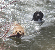 Nature Trail-Pet Friendly