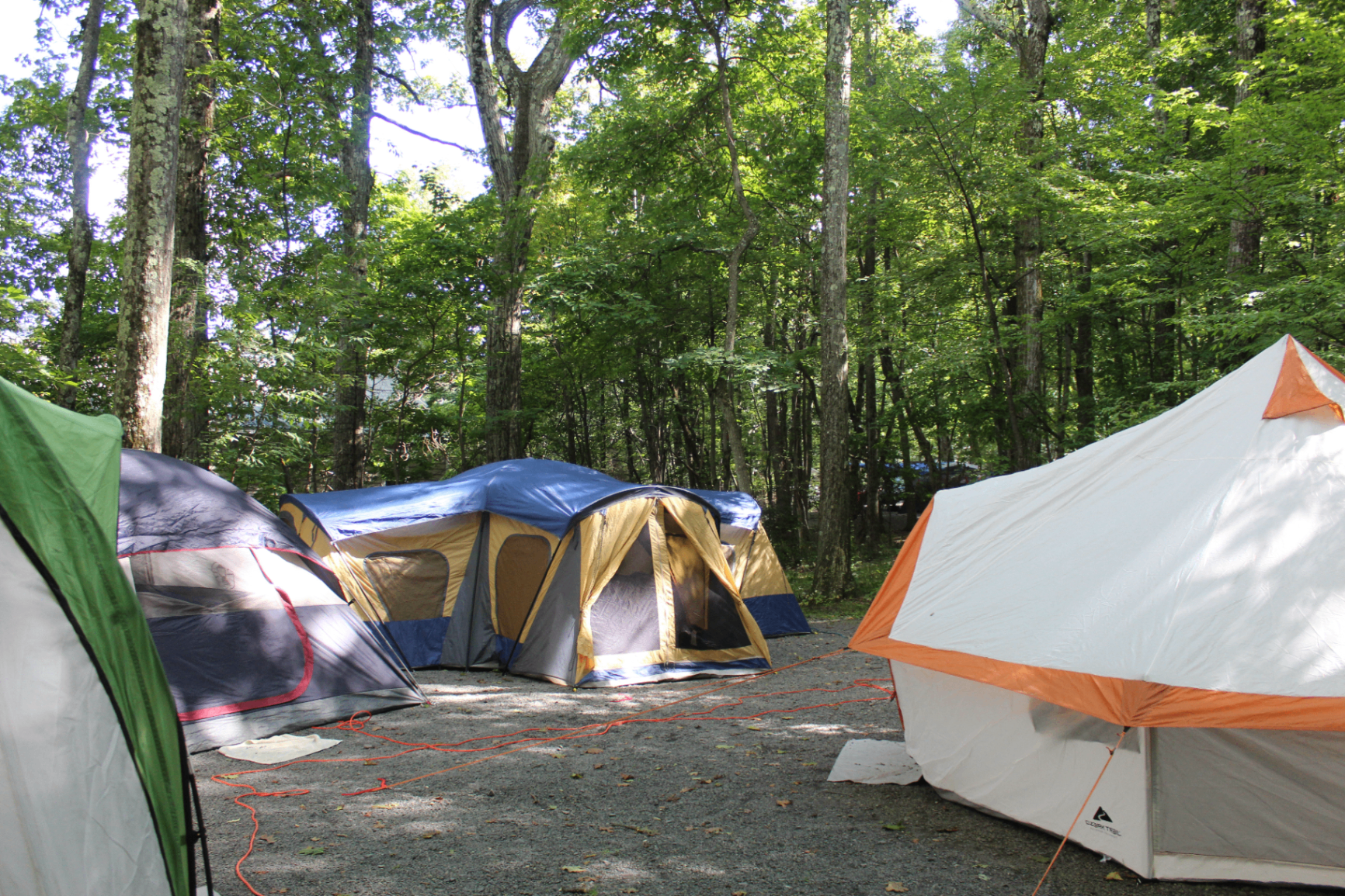 Several tents pitched together on a shaded gravel tent site under tall trees